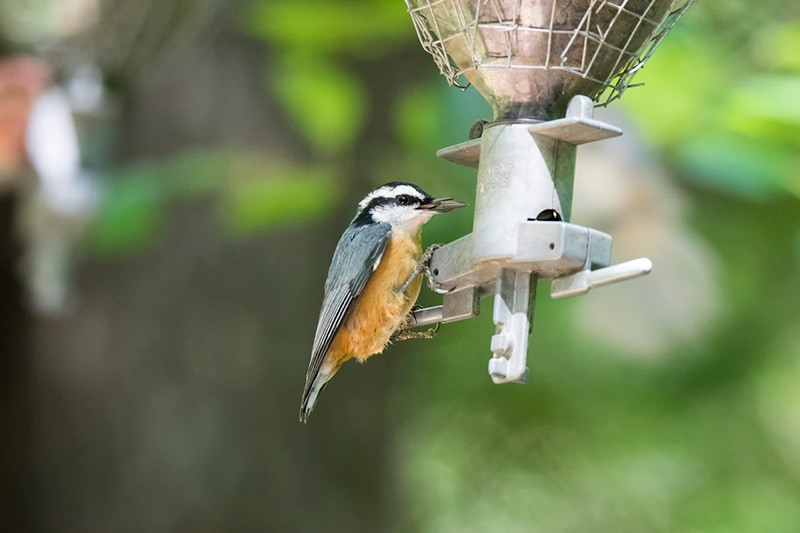 red breasted nuthatch