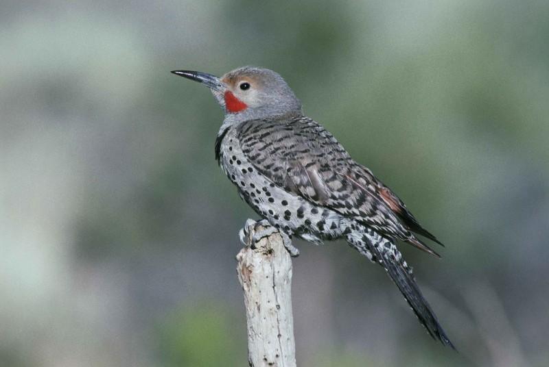 red-shafted northern flicker perched on a branch