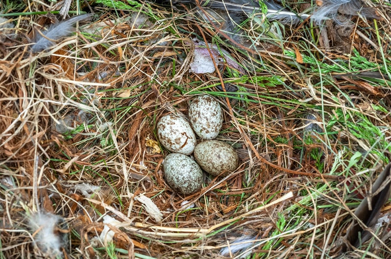 sparrow egg