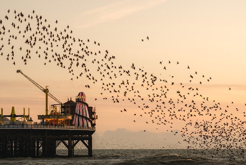 starling murmuration