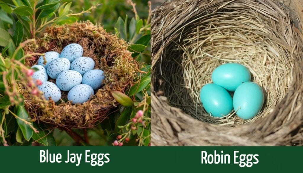 Blue Jay Eggs vs. Robin Eggs How to Tell the Difference Optics Mag