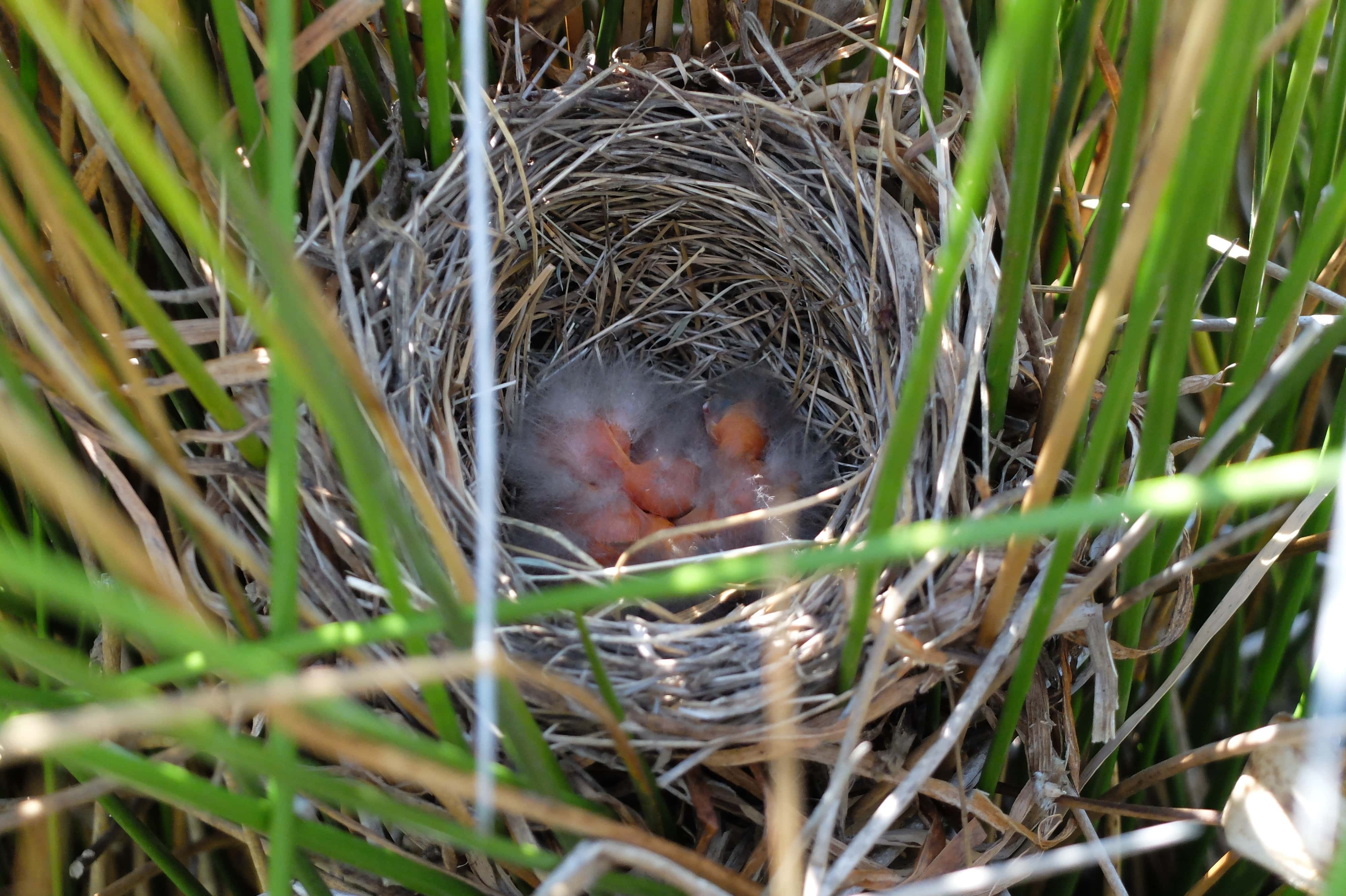 Why Do Some Birds Nest on The Ground? (4 Reasons for This Behavior) -  Optics Mag