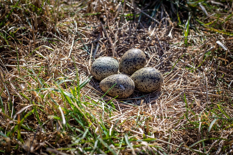 bird's nest on the ground