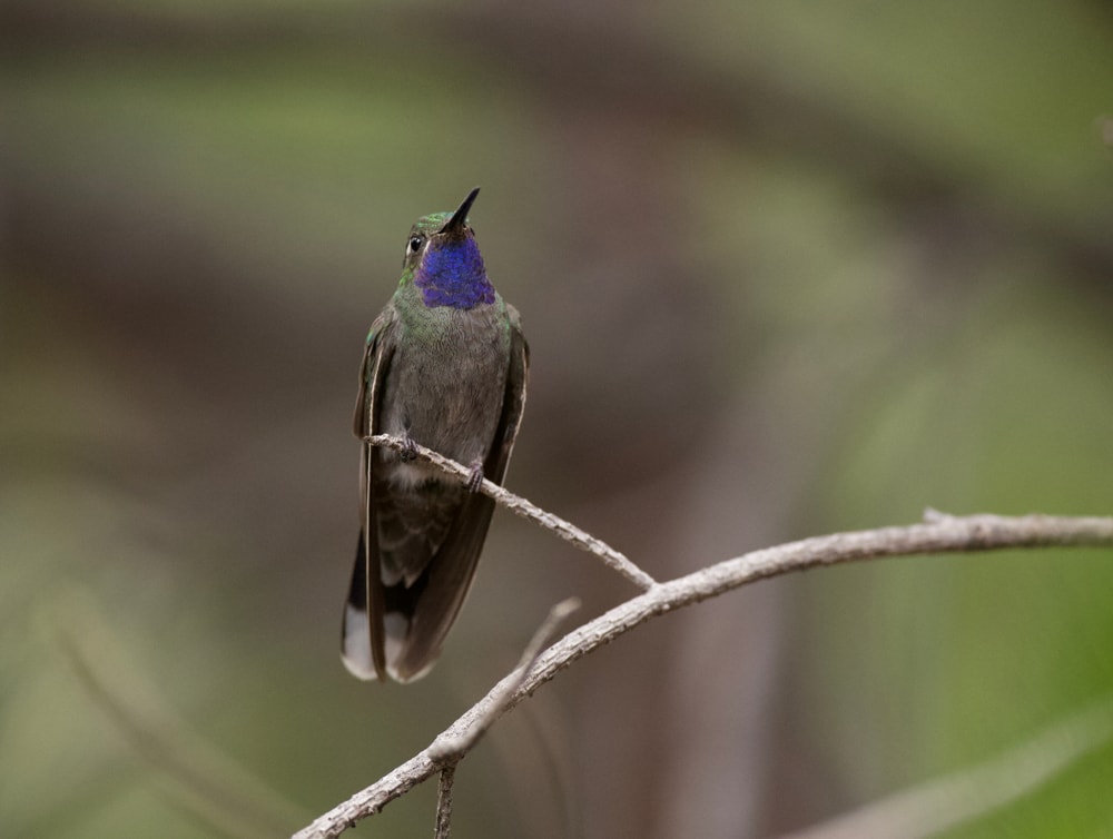 blue-throated mountain-gem perched on a tiny branch