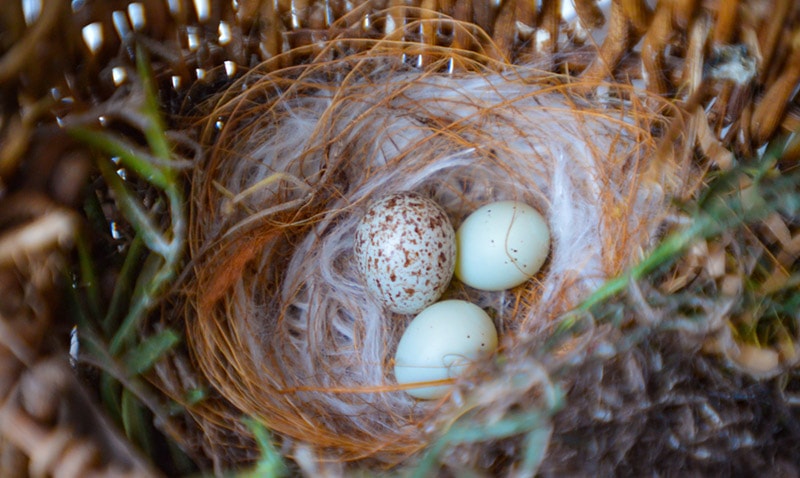 egg of a brown-headed cowbird (spotted) laid in the nest of another bird