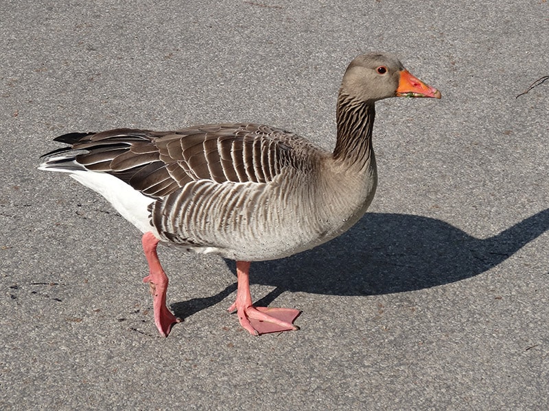 goose webbed feet