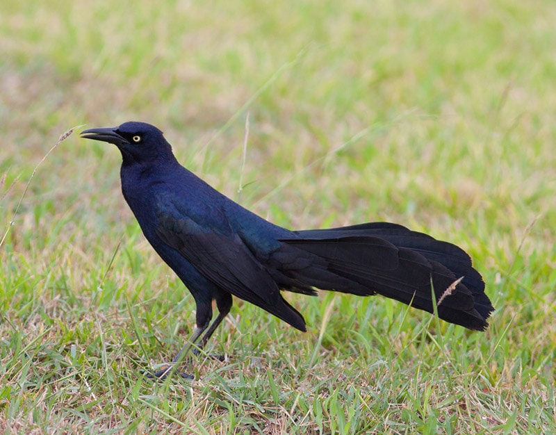 great-tailed grackle bird on the grass