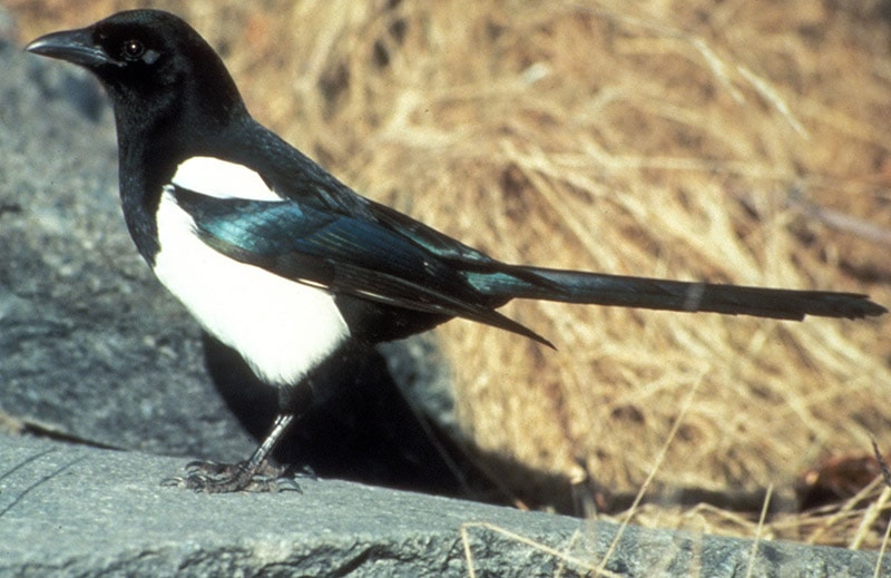 magpie bird with long tail