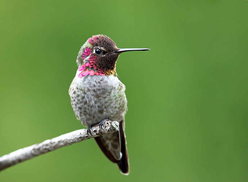 male anna's hummingbird perching on a branch