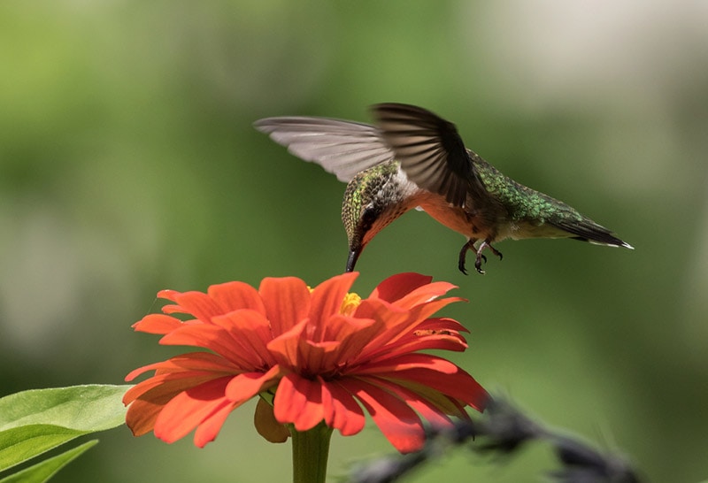 male ruby-throated hummingbird feeding on a flower nectar