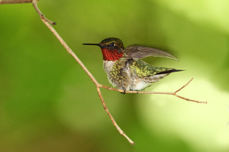 male ruby-throated hummingbird perching on a tiny branch