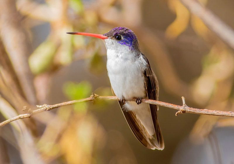 male violet-crowned hummingbird perched on a twig
