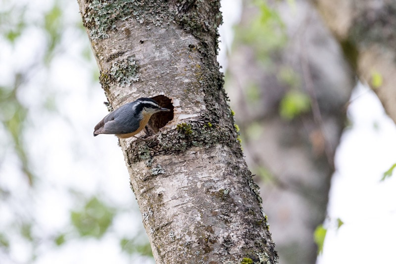 nuthatch bird at the nest hole