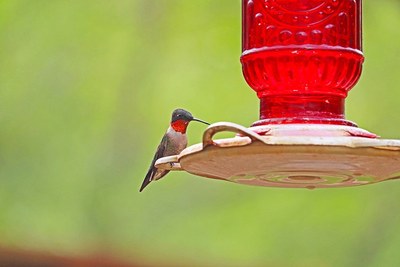 ruby-throated hummingbird on a feeder