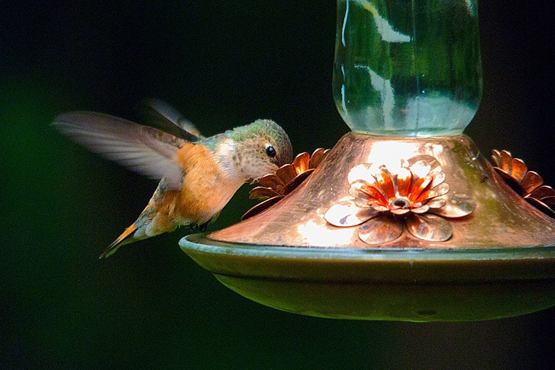 rufous hummingbird sipping nectar in a feeder