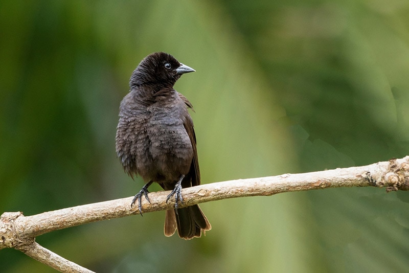 shiny cowbird perching on a twig