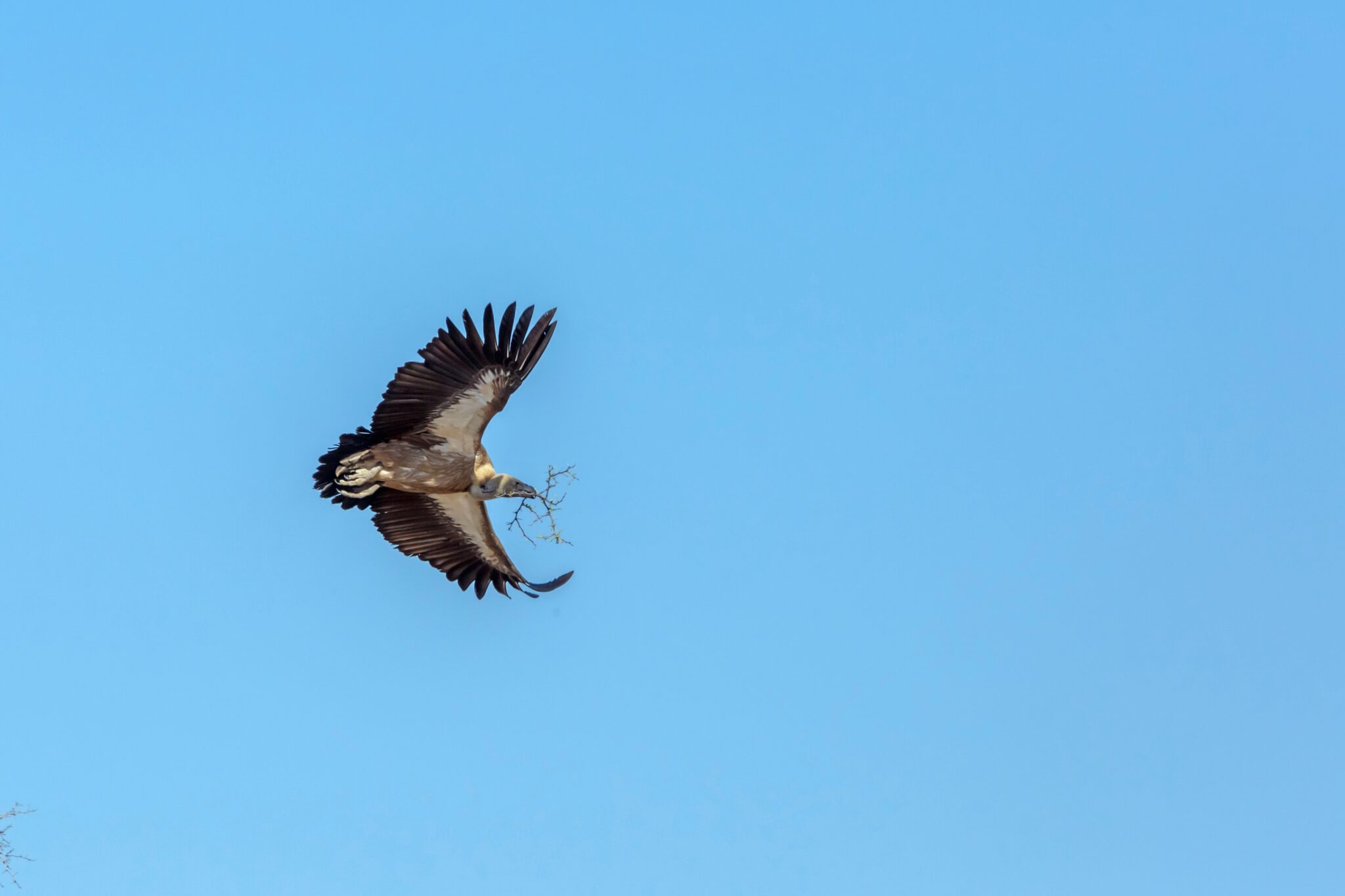 How Much Weight Can a Vulture Carry? The Interesting Answer! Optics Mag