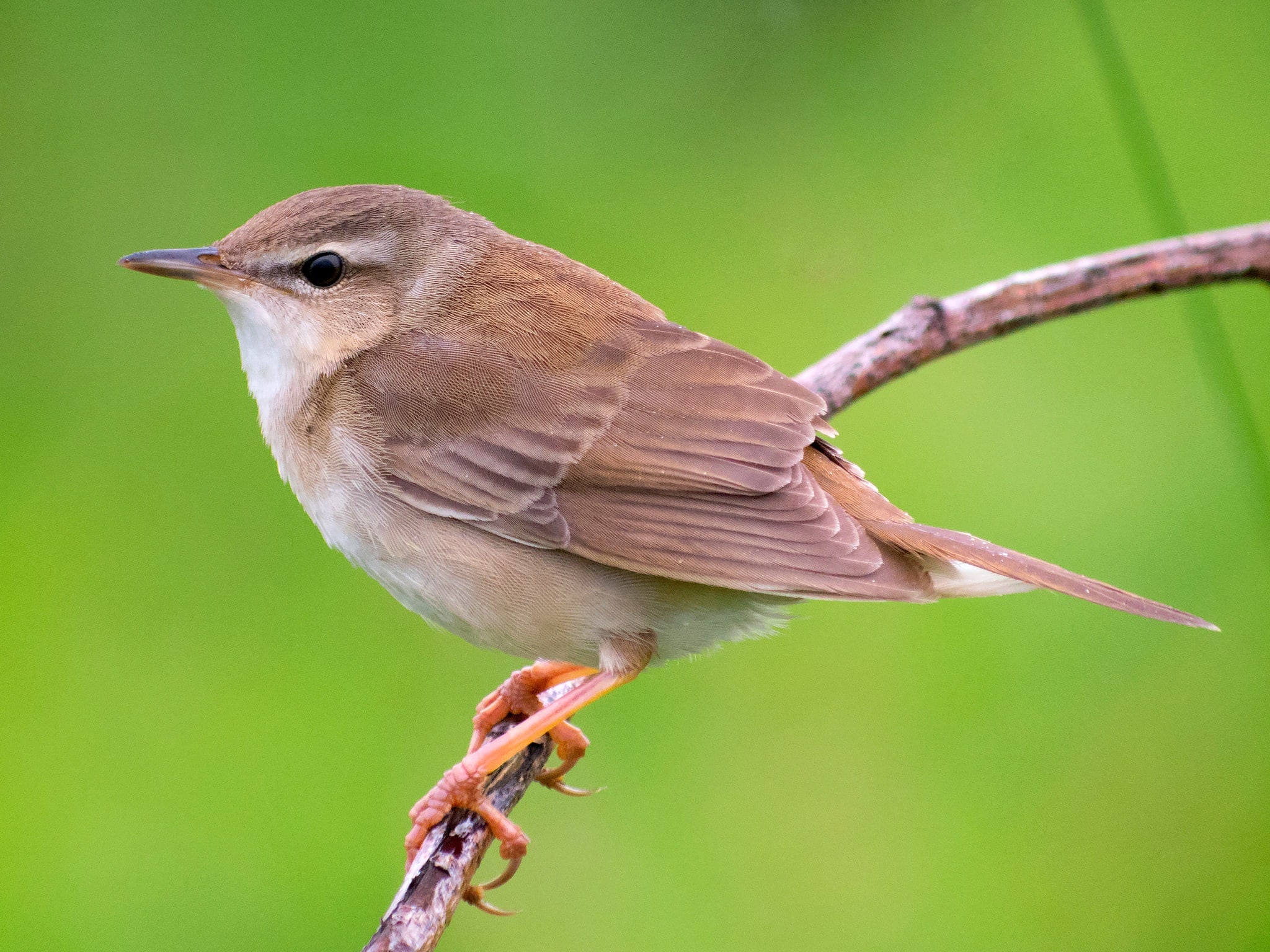 songbird percing on a thin branch