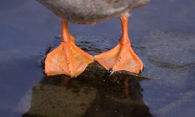 webbed feet of a duck