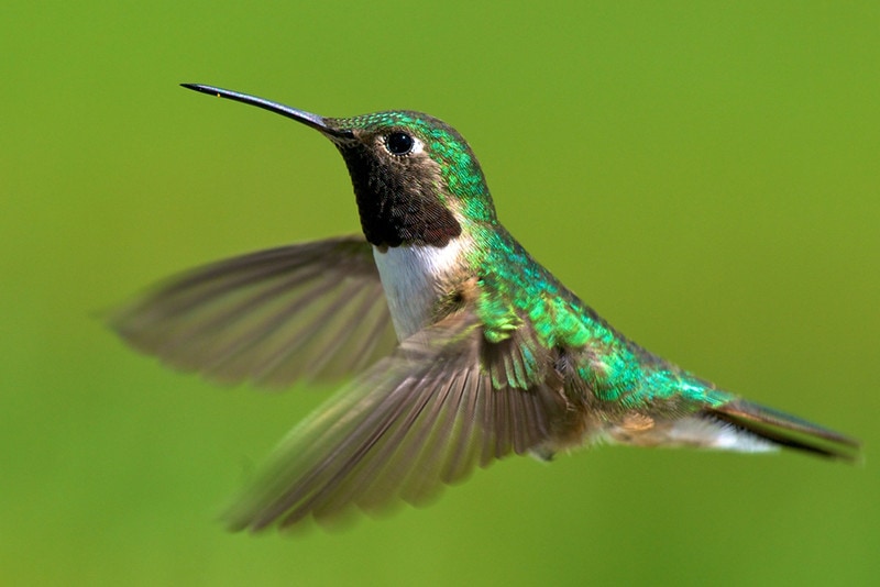 Broad-Tailed Hummingbird